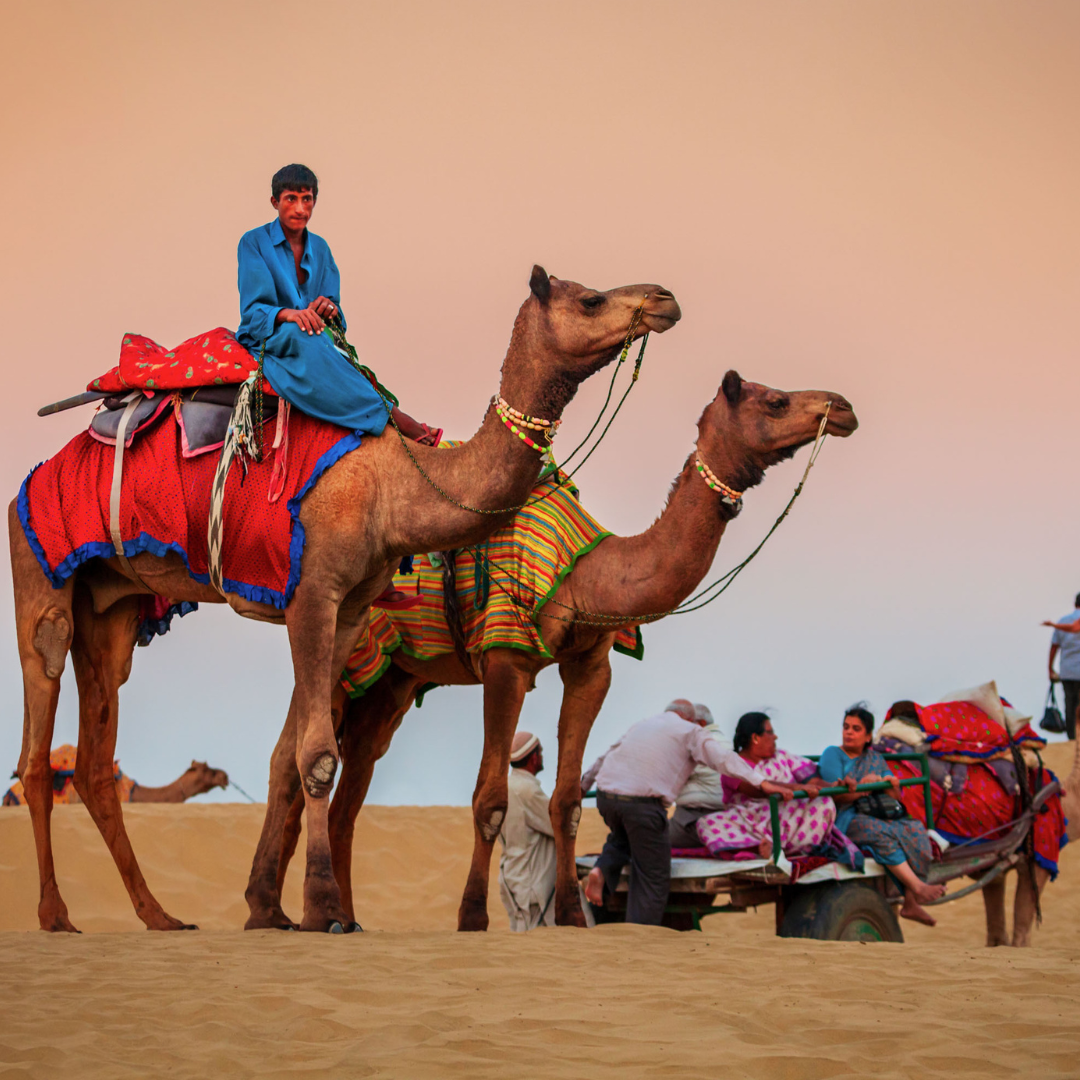 Traditional Camel Safari