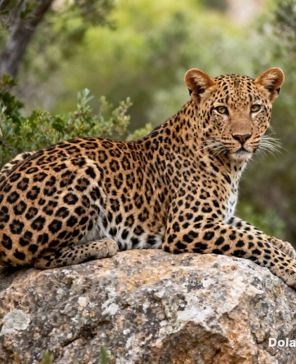 Jawai leopard Safari