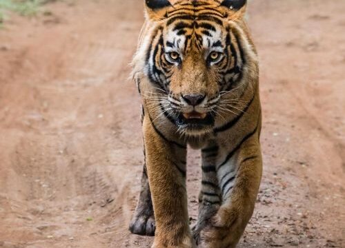 Sariska Group Tour Package