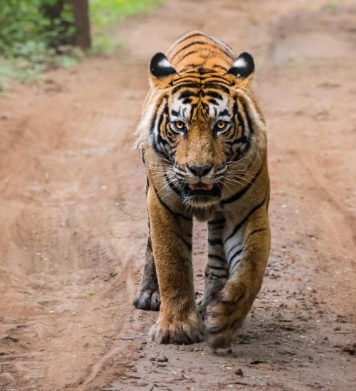 Sariska Group Tour Package